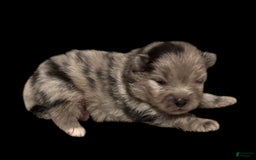 Pomeranian dogs for sale: Dotty - Image 17
