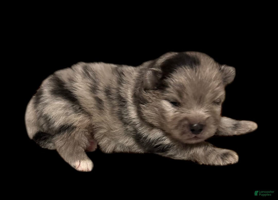 Pomeranian dogs for sale: Dotty - Image 17