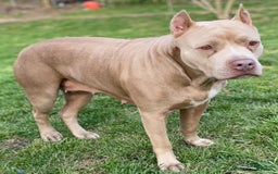 American Bully dogs for sale: Moe - Image 17