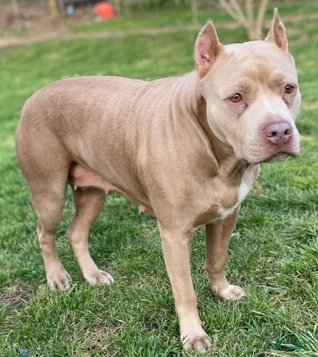 American Bully dogs for sale: Moe - Image 17