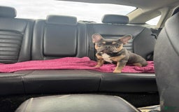French Bulldog dogs for sale: Peanut - Image 5