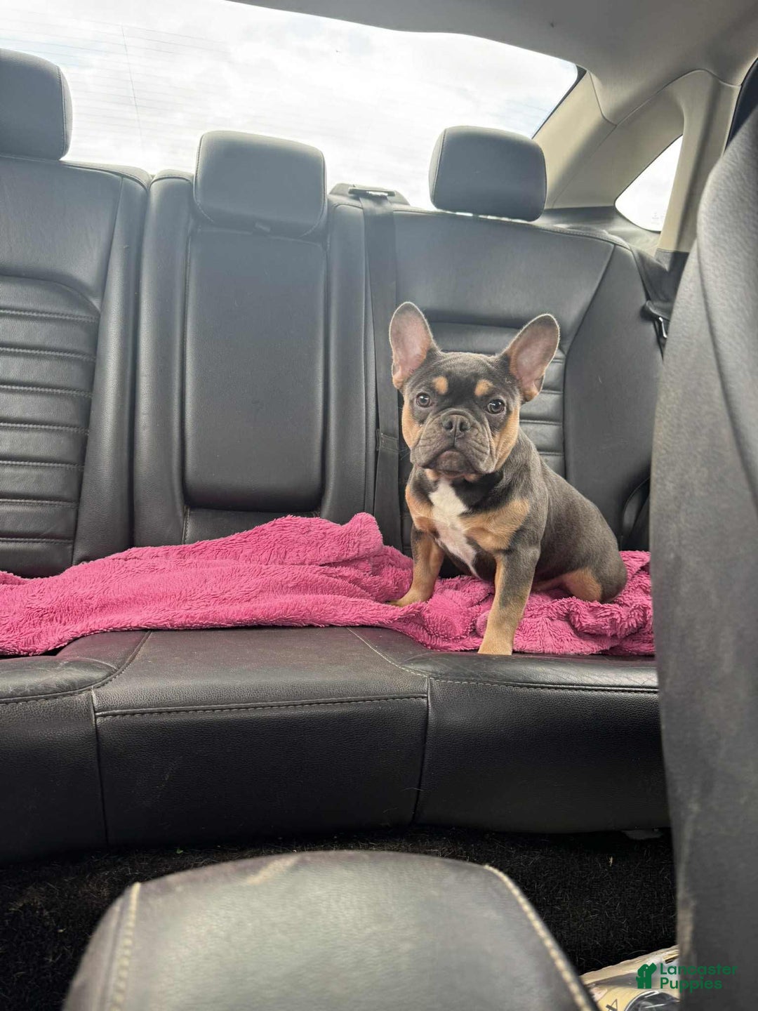 French Bulldog dogs for sale: Peanut - Image 5