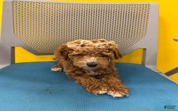 Mini Goldendoodle dogs for sale: Sweet Pea - Image 1