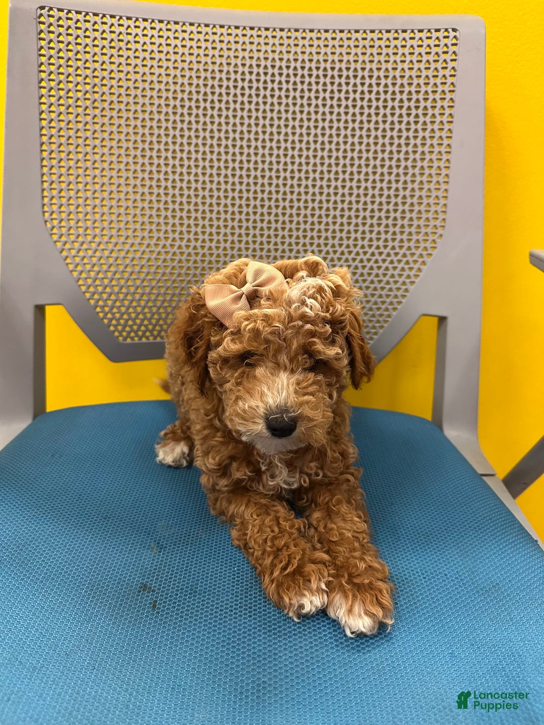 Mini Goldendoodle dogs for sale: Sweet Pea - Image 1