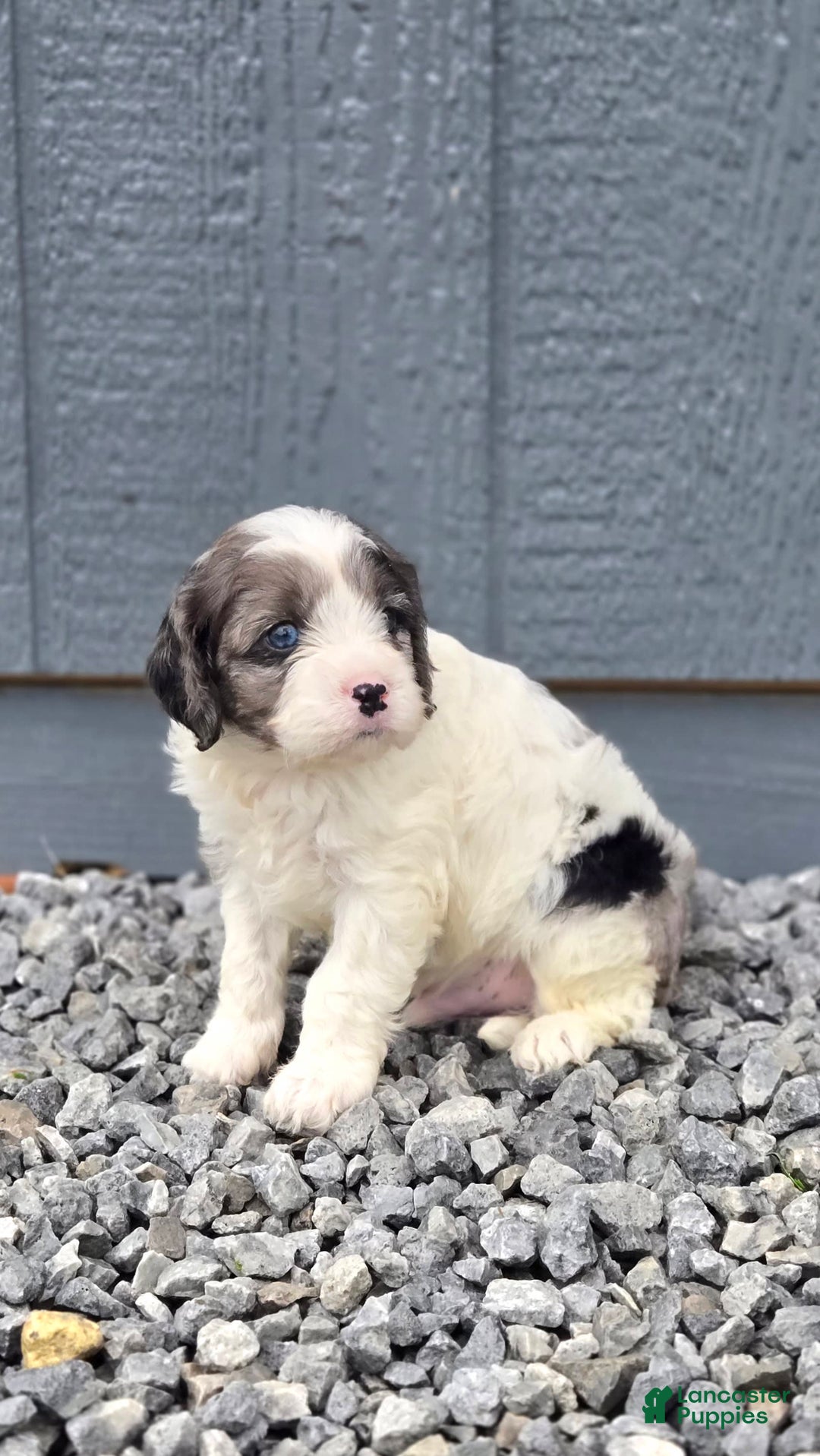 Cavapoo dogs for sale: Tucker - Image 1