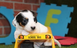 Dachshund dogs for sale: Dachshund 4 puppies - Image 13