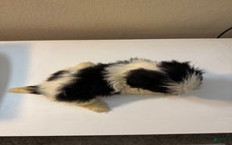 Shih Tzu dogs for sale: Bubbles - Image 3