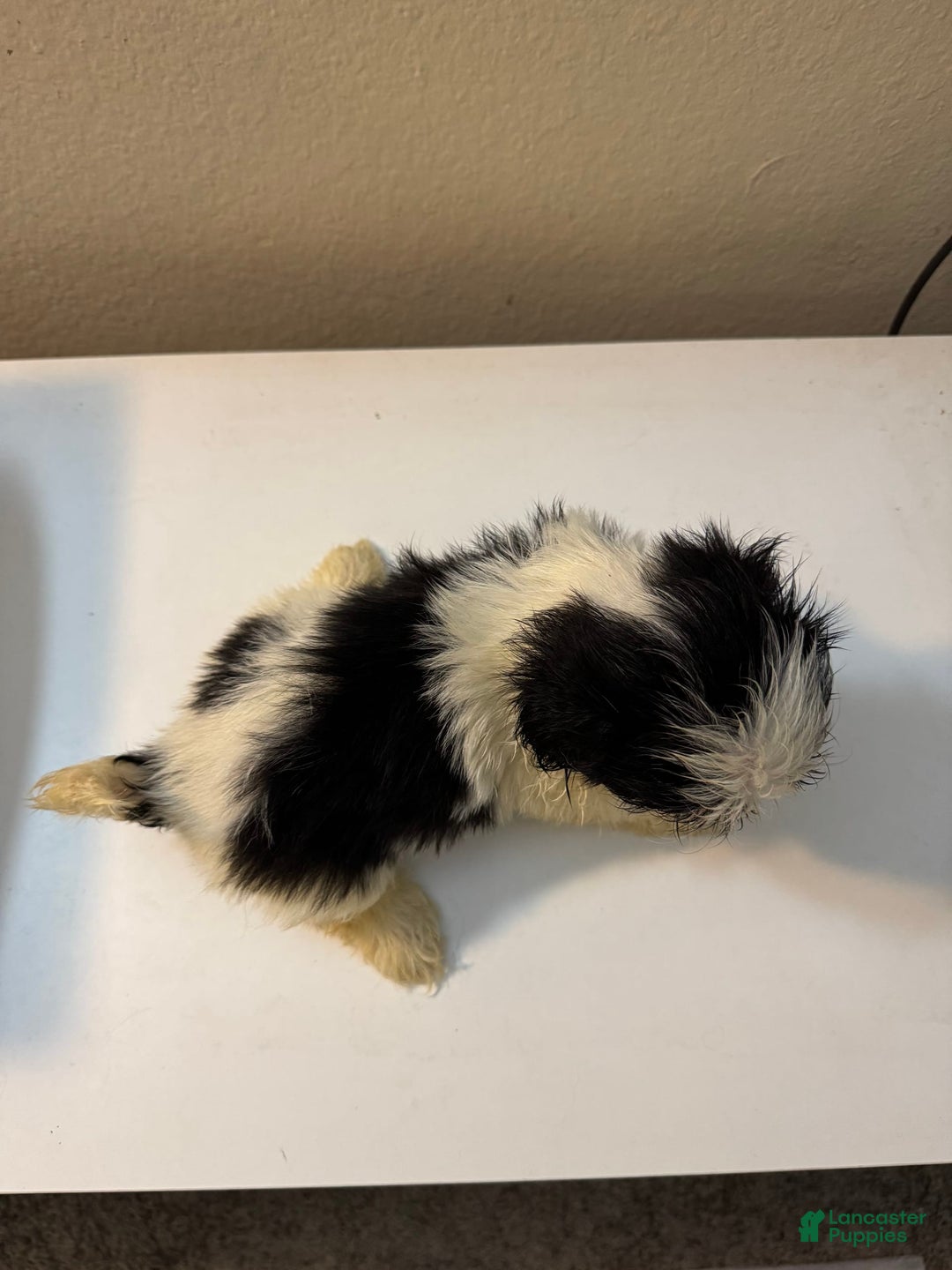 Shih Tzu dogs for sale: Bubbles - Image 3