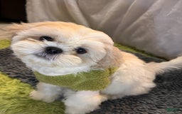 Shih Tzu dogs for sale: Maverick - Image 8