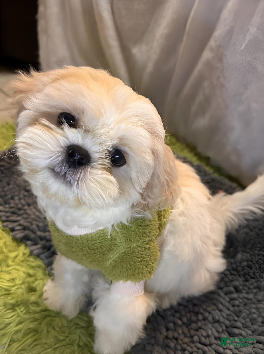 Shih Tzu dogs for sale: Maverick - Image 8