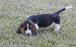 Basset Hound dogs for sale: Deb - Image 3