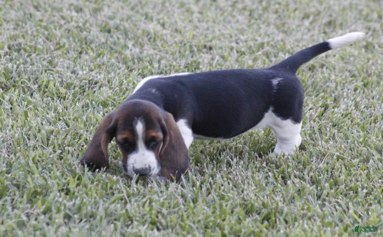 Basset Hound dogs - Advert 5