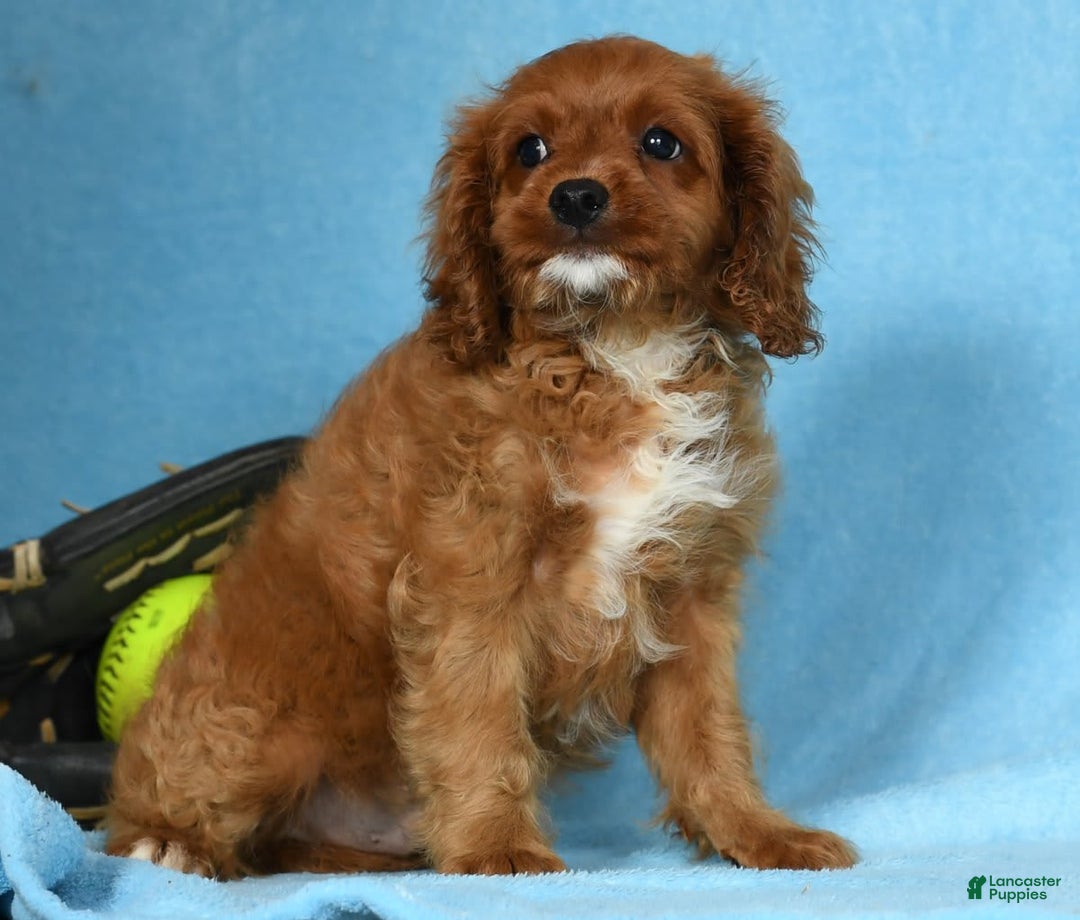 Cavapoo dogs for sale: Indy - Image 5