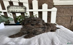 Miniature Poodle dogs for sale: Gianna - Image 6