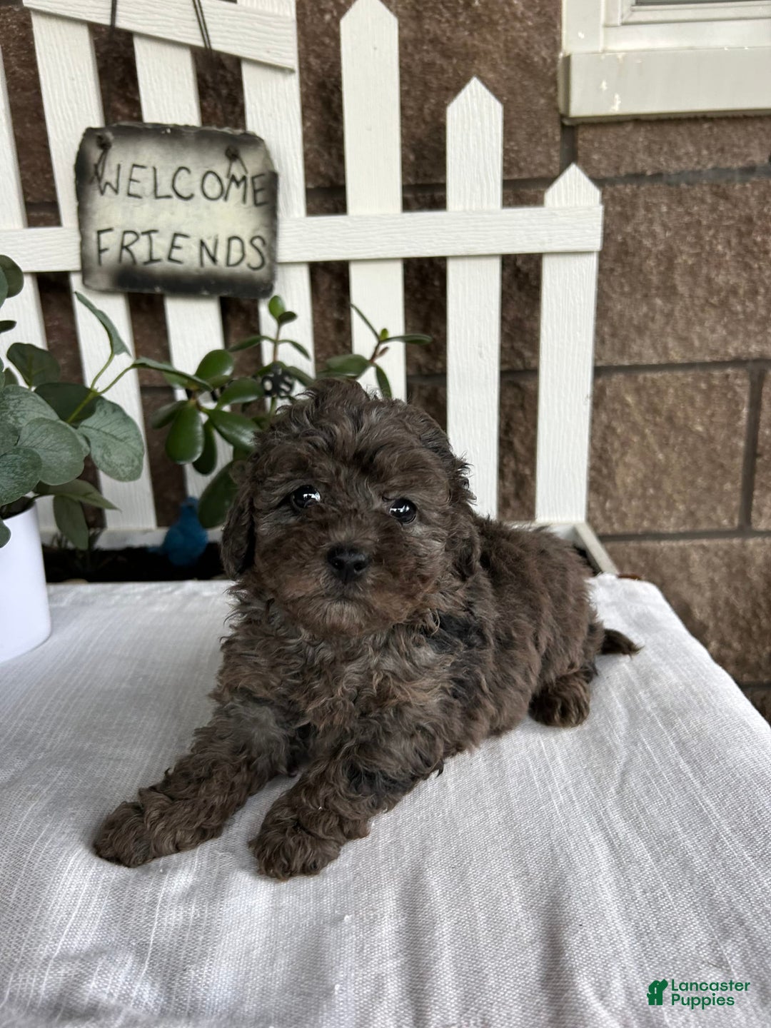 Miniature Poodle dogs for sale: Gianna - Image 6
