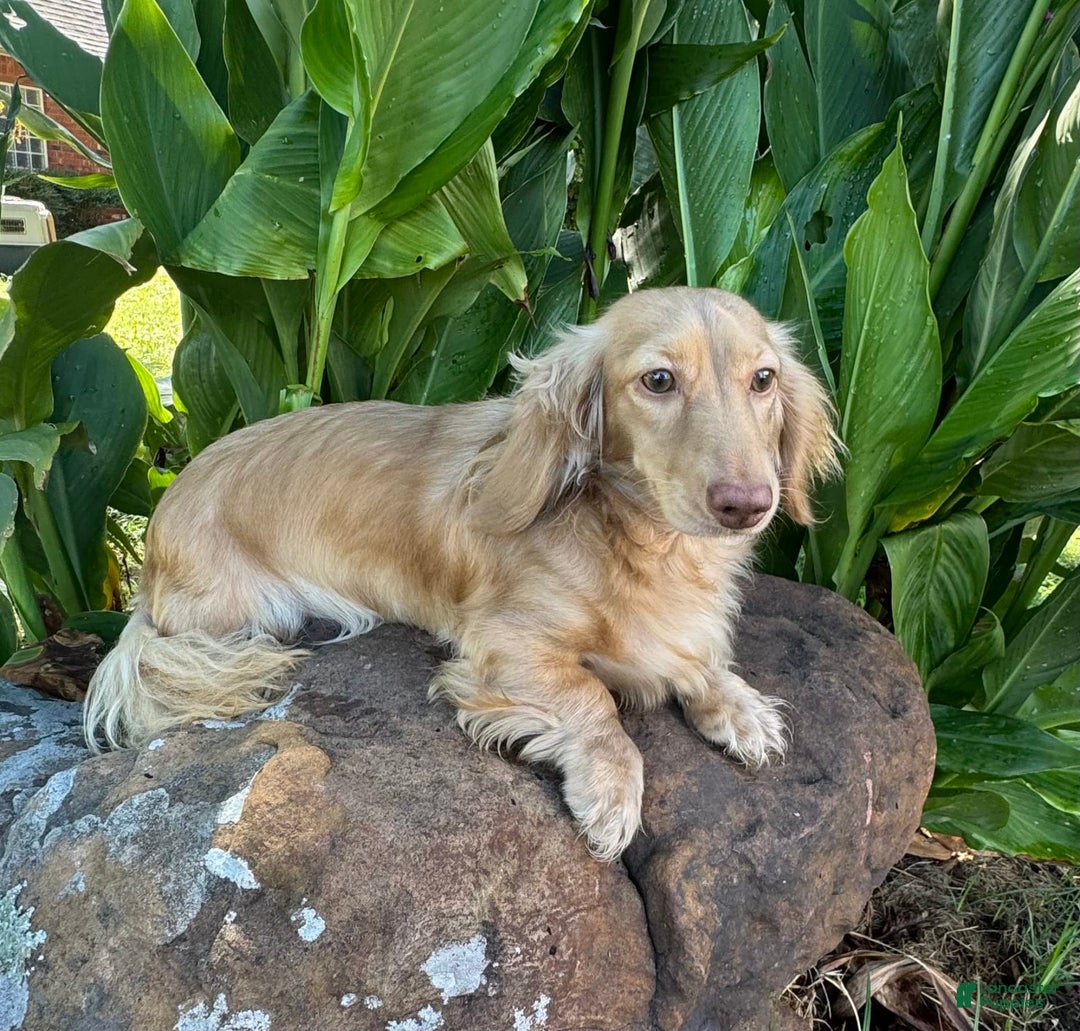 Miniature Dachshund dogs for sale: Libby LH - Image 11