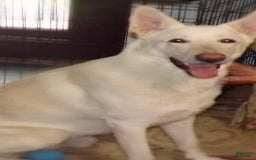 German Shepherd dogs for sale: Duchess - Image 5