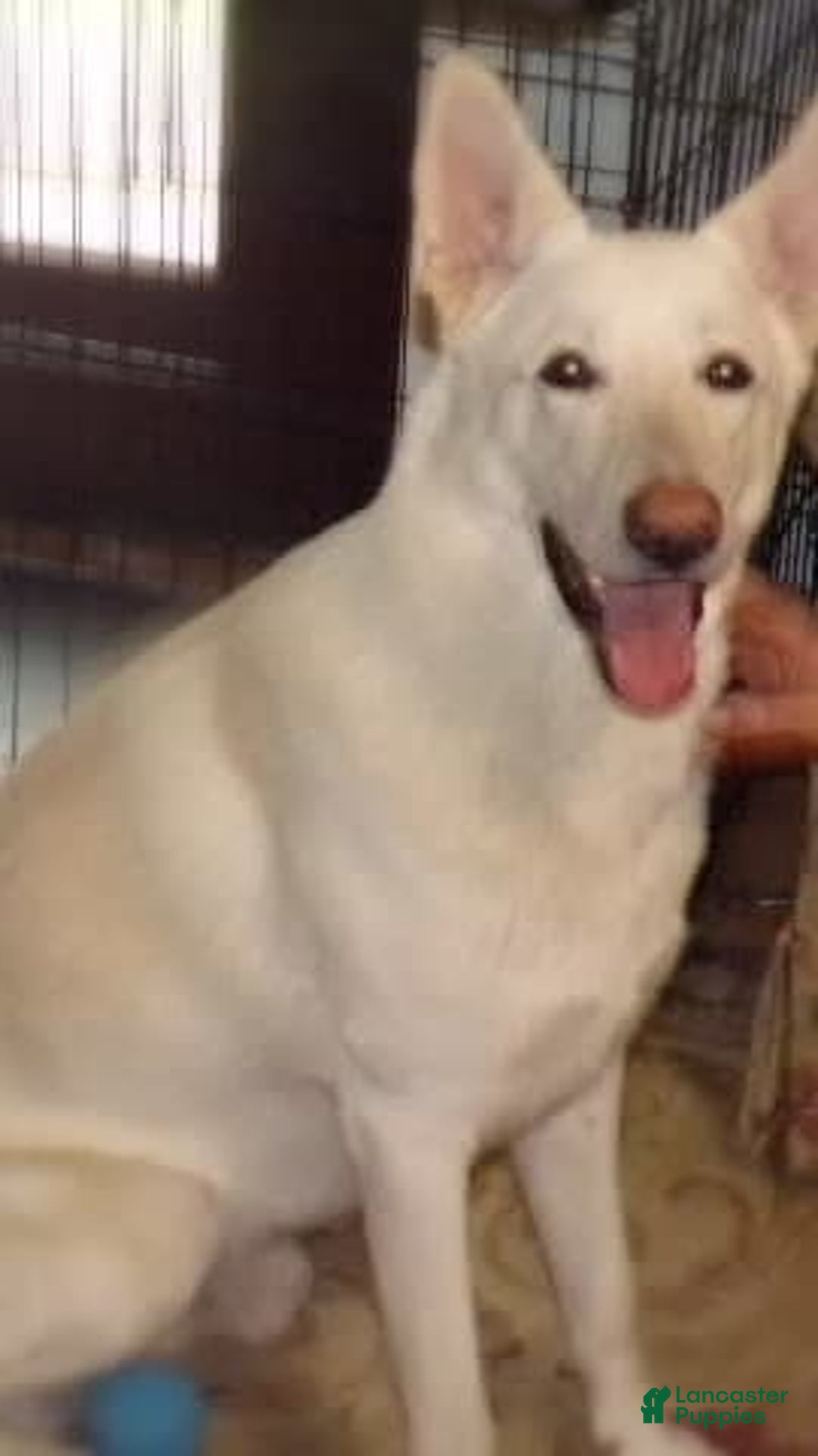 German Shepherd dogs for sale: Duchess - Image 5