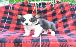 Welsh Corgi Pembroke dogs for sale: Shane - Image 2