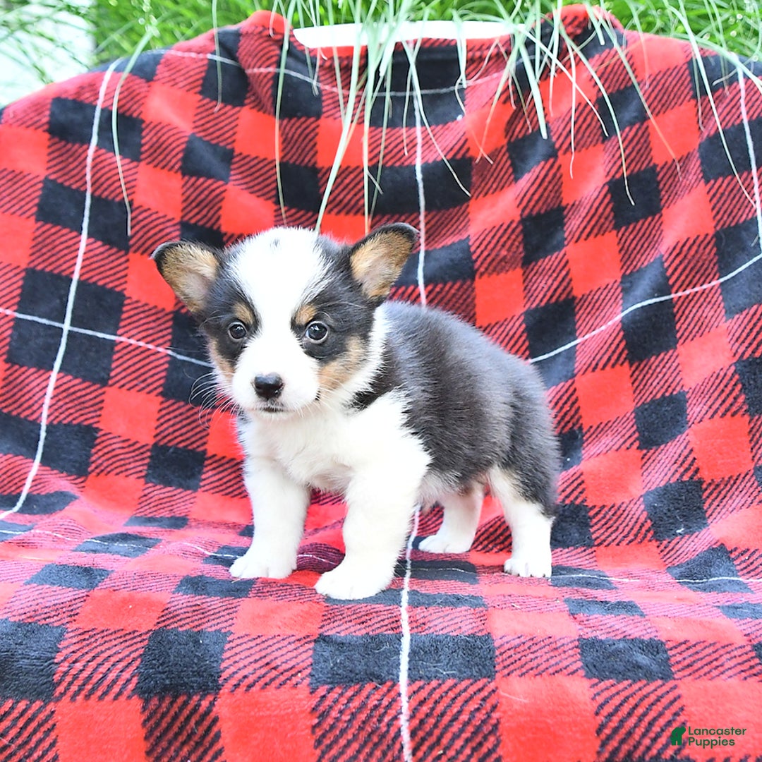Welsh Corgi Pembroke dogs for sale: Shane - Image 2