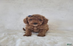 Mini Goldendoodle dogs for sale: Leo - Image 1