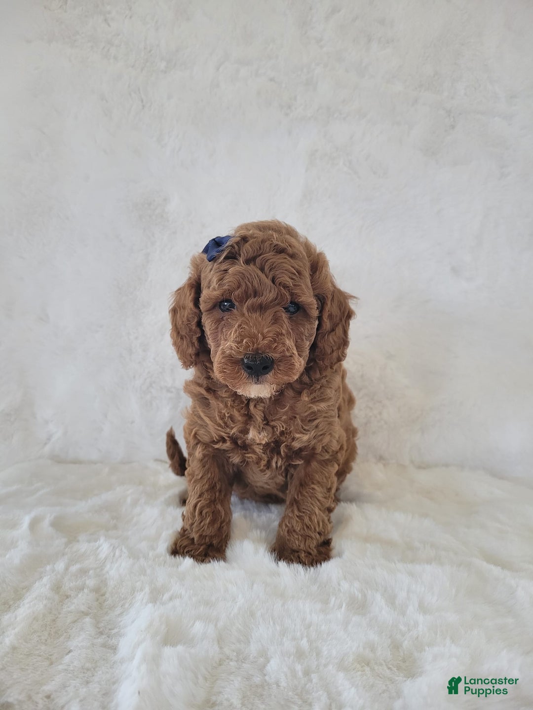 Mini Goldendoodle dogs for sale: Leo - Image 1