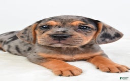 Beabull dogs for sale: Stella - Image 1