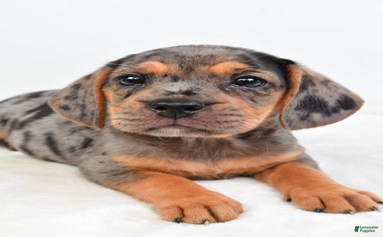 Beabull dogs for sale - Ad 3