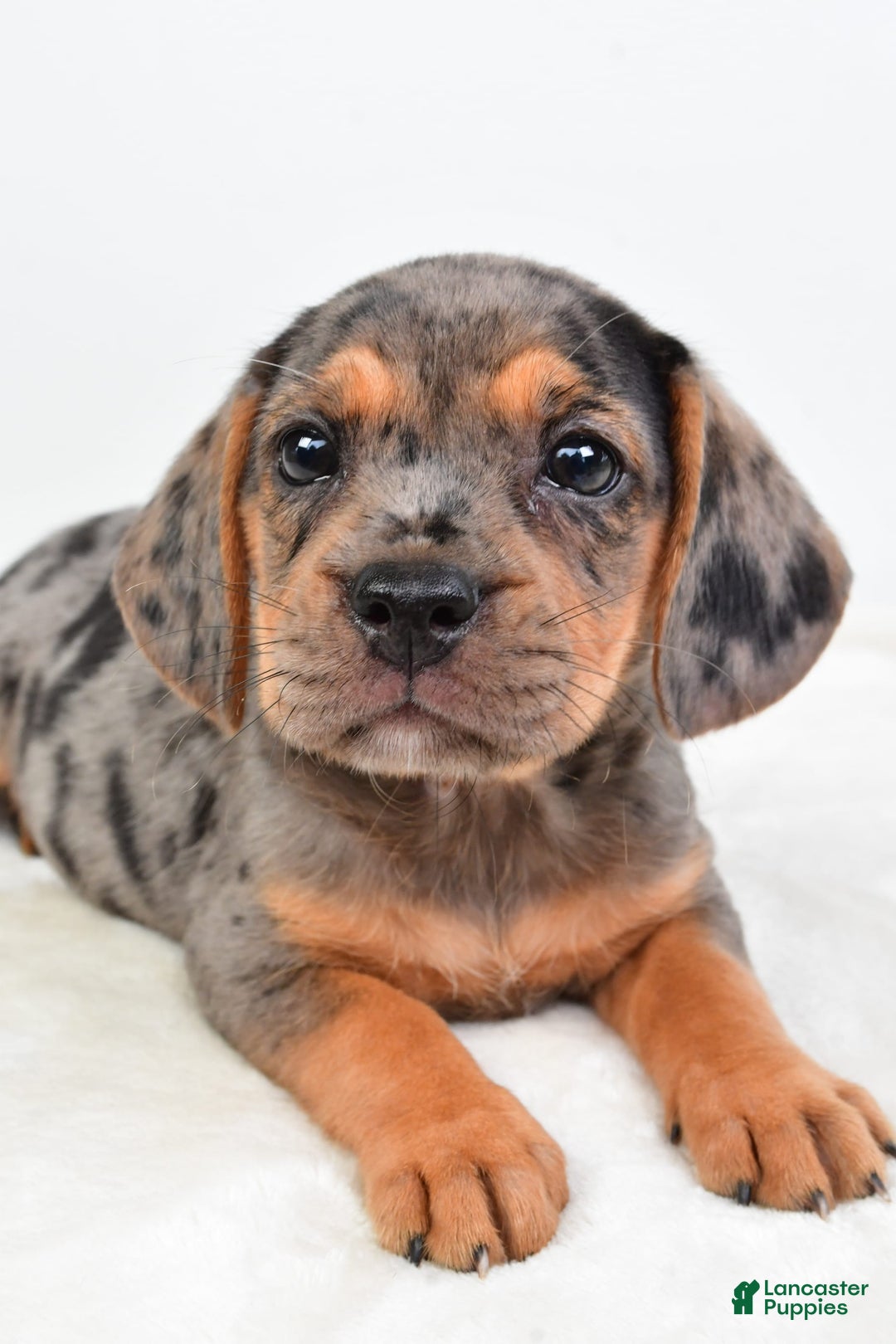 Beabull dogs for sale: Stella - Image 1