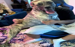 Presa Canario dogs for sale: Rose - Image 7