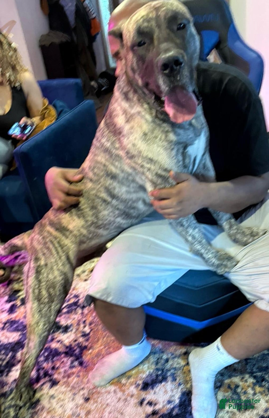 Presa Canario dogs for sale: Rose - Image 7