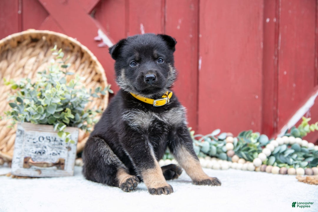 German Shepherd dogs for sale: Shane - Image 5