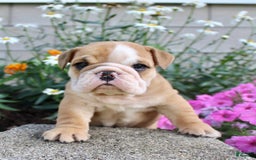 English Bulldog dogs for sale: Wyatt - Image 17