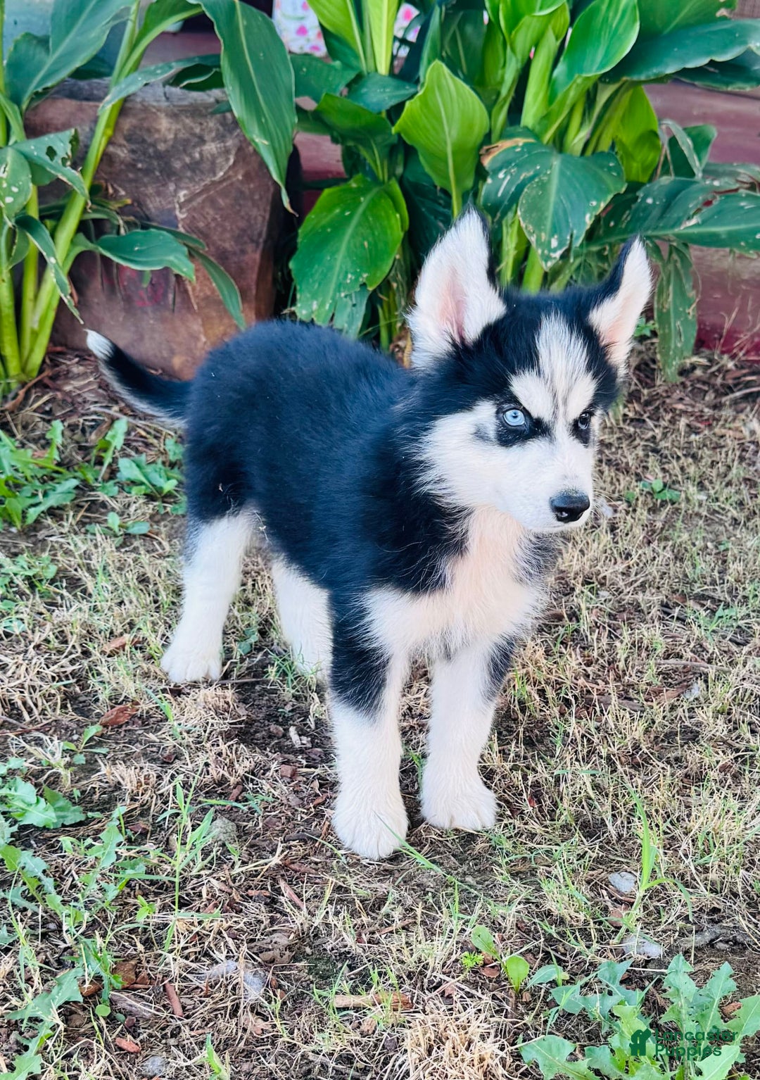 Siberian Husky dogs for sale: Stetson - Image 7