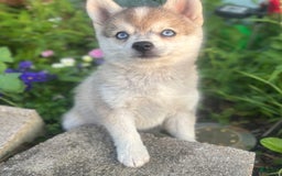 Pomsky dogs for sale: Duke - Image 10