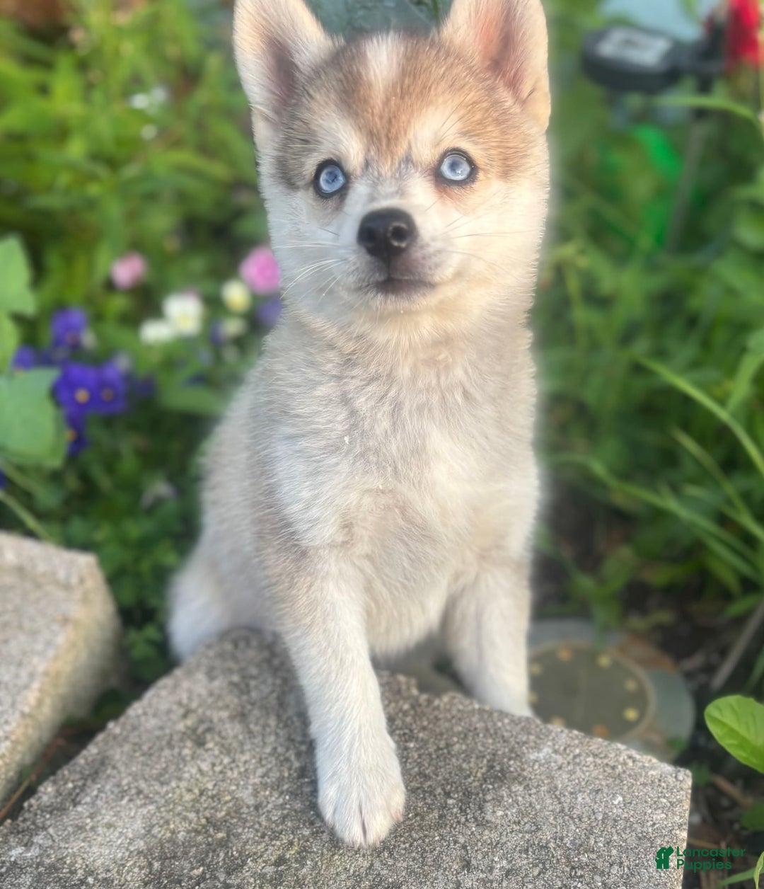 Pomsky dogs for sale: Duke - Image 10