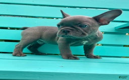 French Bulldog dogs for sale: Luna - Image 34