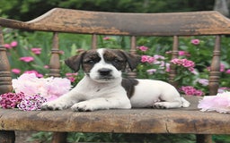 Jack Russell Terrier dogs for sale: Ben - Image 5