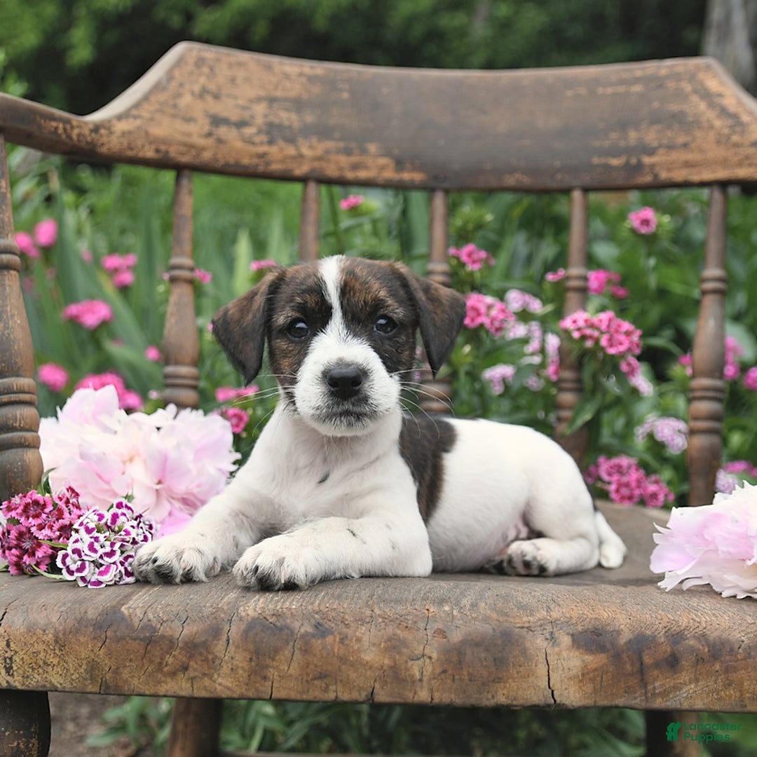 Jack Russell Terrier dogs for sale: Ben - Image 5