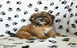 Shih Tzu dogs for sale: Freddie - Image 6
