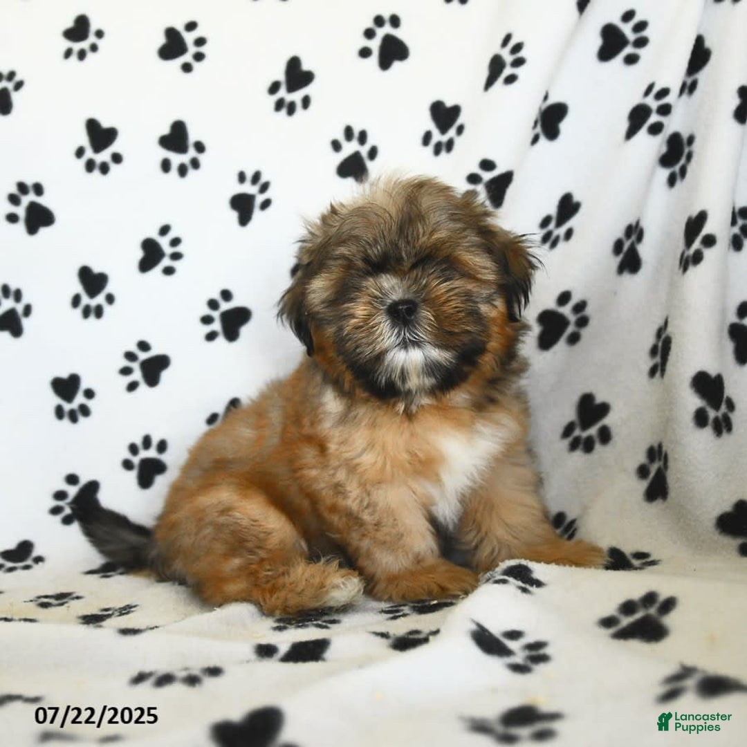 Shih Tzu dogs for sale: Freddie - Image 6