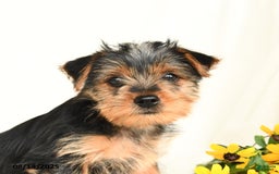 Yorkshire Terrier dogs for sale: Windy - Image 3