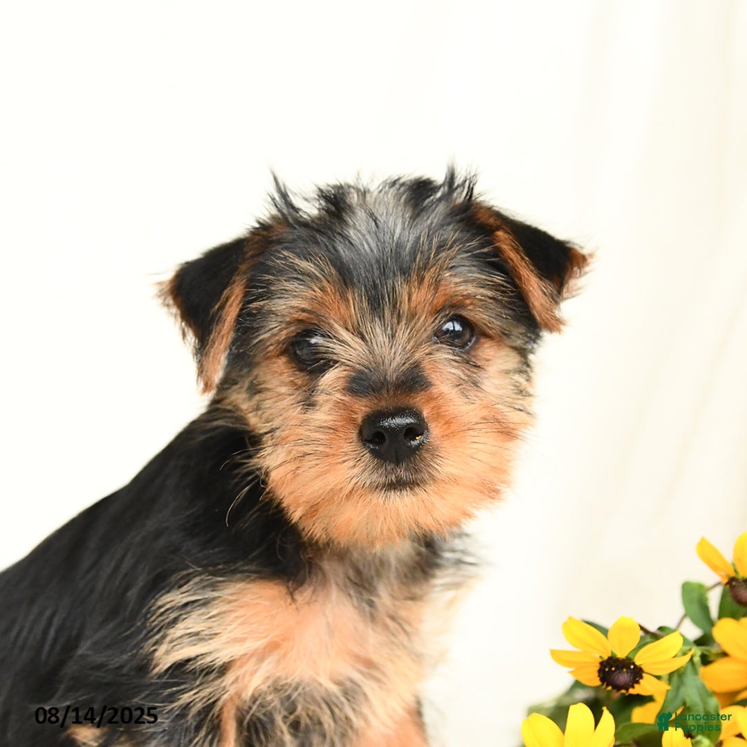 Yorkshire Terrier dogs for sale: Windy - Image 3