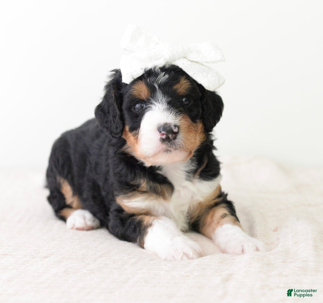 Bernedoodle dogs for sale: Reese- medium - Image 1