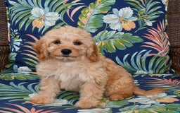 Forever dogs for sale: Summer - Image 3