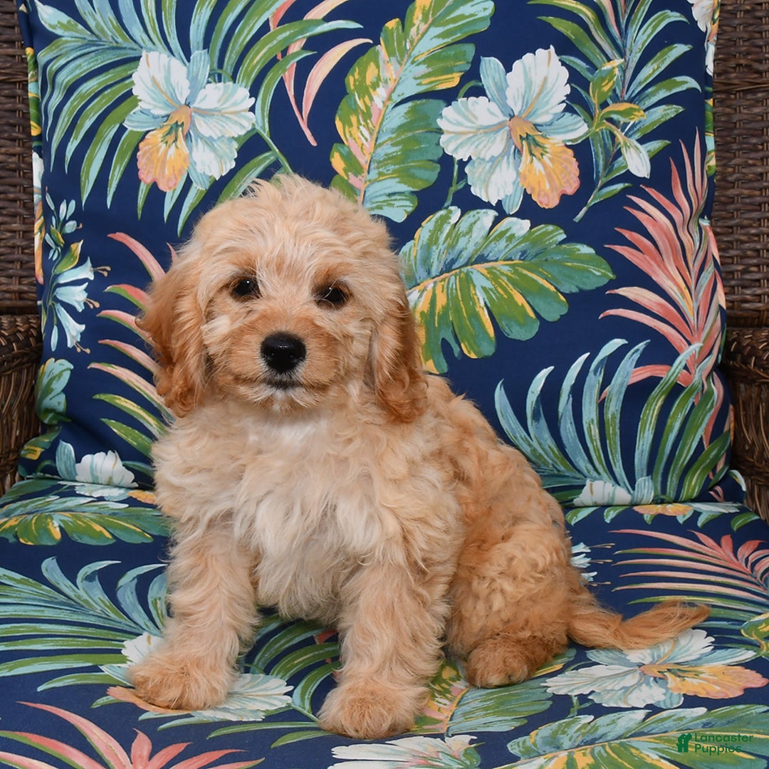Forever dogs for sale: Summer - Image 3