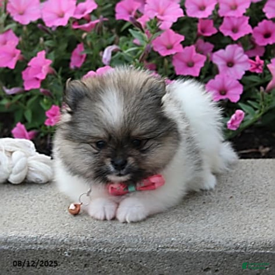 Pomeranian dogs for sale: Kylie - Image 4