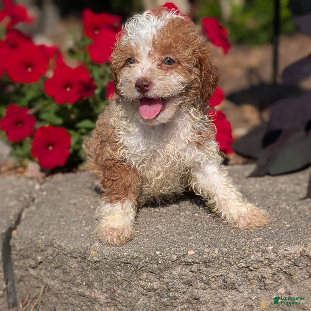 Cavapoo dogs for sale: Kya - Image 12