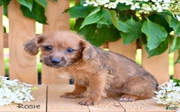 Jackapoo dogs for sale: Rosie - Image 3