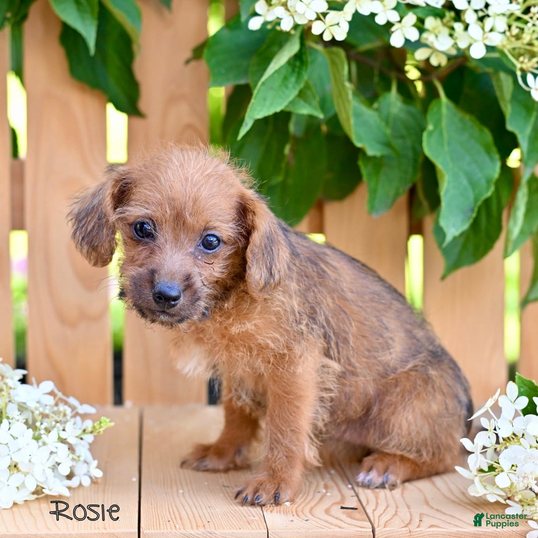 Jackapoo dogs for sale: Rosie - Image 3